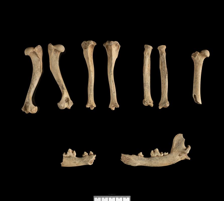 Finds from Caerwent  forum basilica excavations