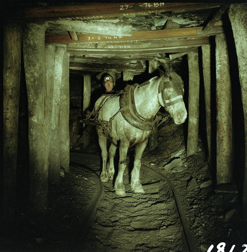 Colour film negative showing a pit pony at work, Tower Colliery December 1979.  &#039;Tower Colliery pit pony Dec 1979&#039; is transcribed from original negative bag.