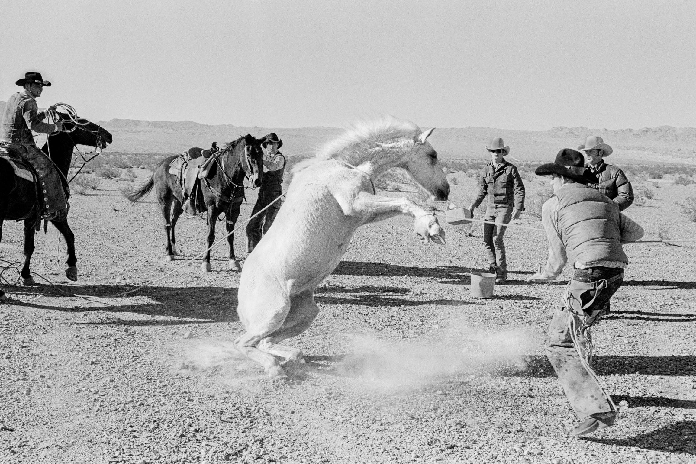 The roundup of the last wild horses in the desert of Arizona. The wild horse is captured with the traditional lasso and roping by working cowboys