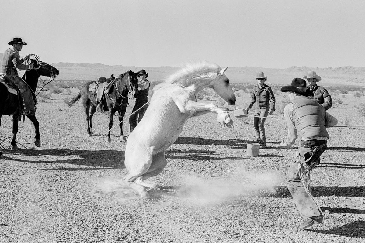 USA. ARIZONA, Bullhead City. The round-up of the last wild horses in the desert of Arizona. The wild horse is captured with the traditional lasso and roping by working cowboys. 1979.