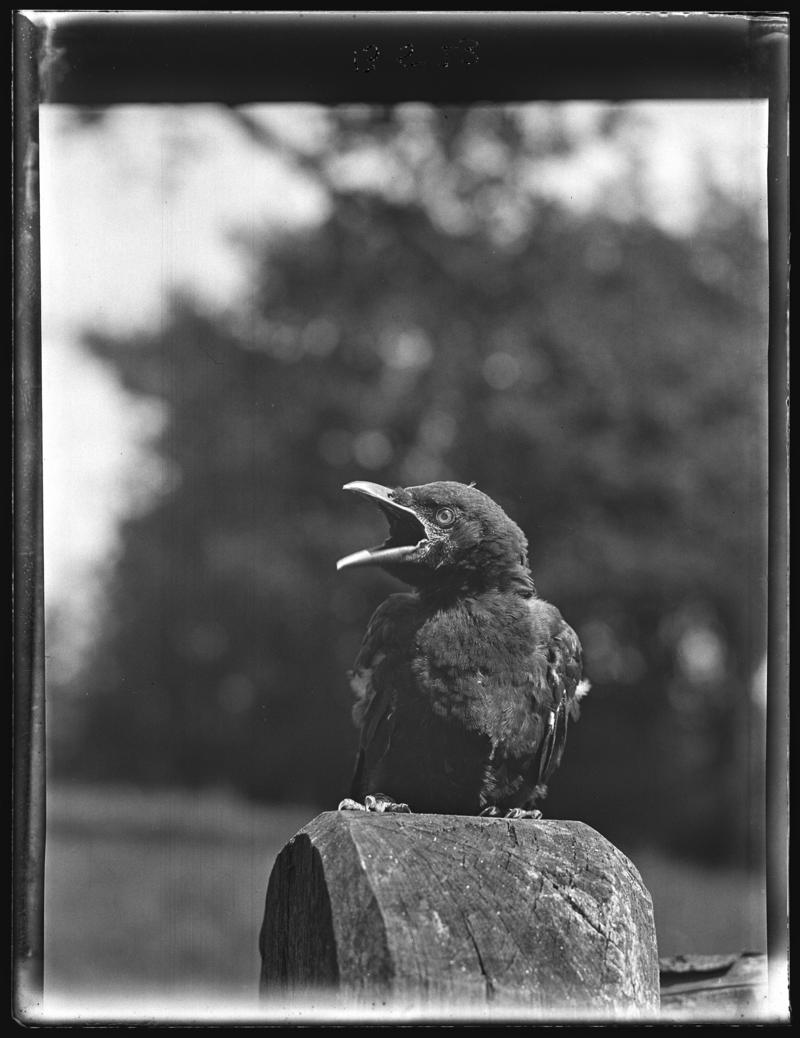 Carrion Crow, glass negative
