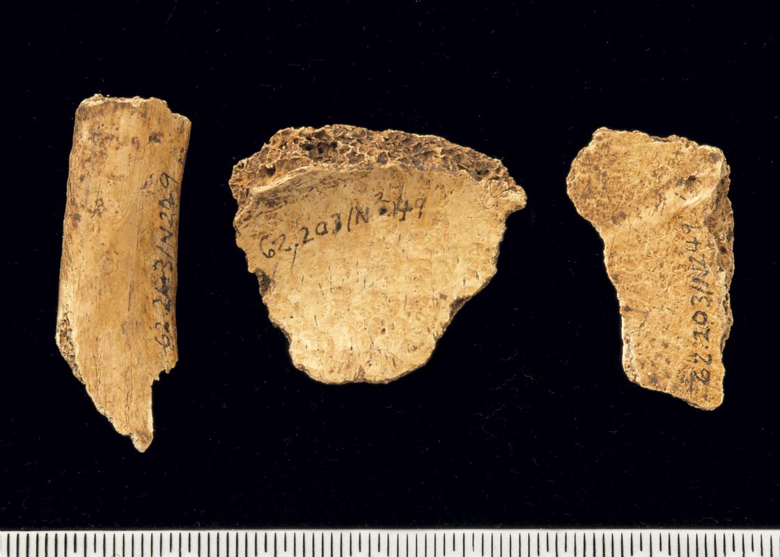 Early Medieval animal bone