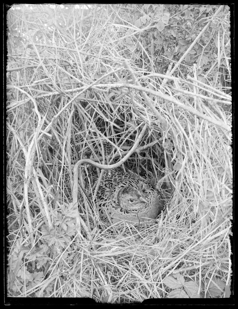 Pheasant, glass negative