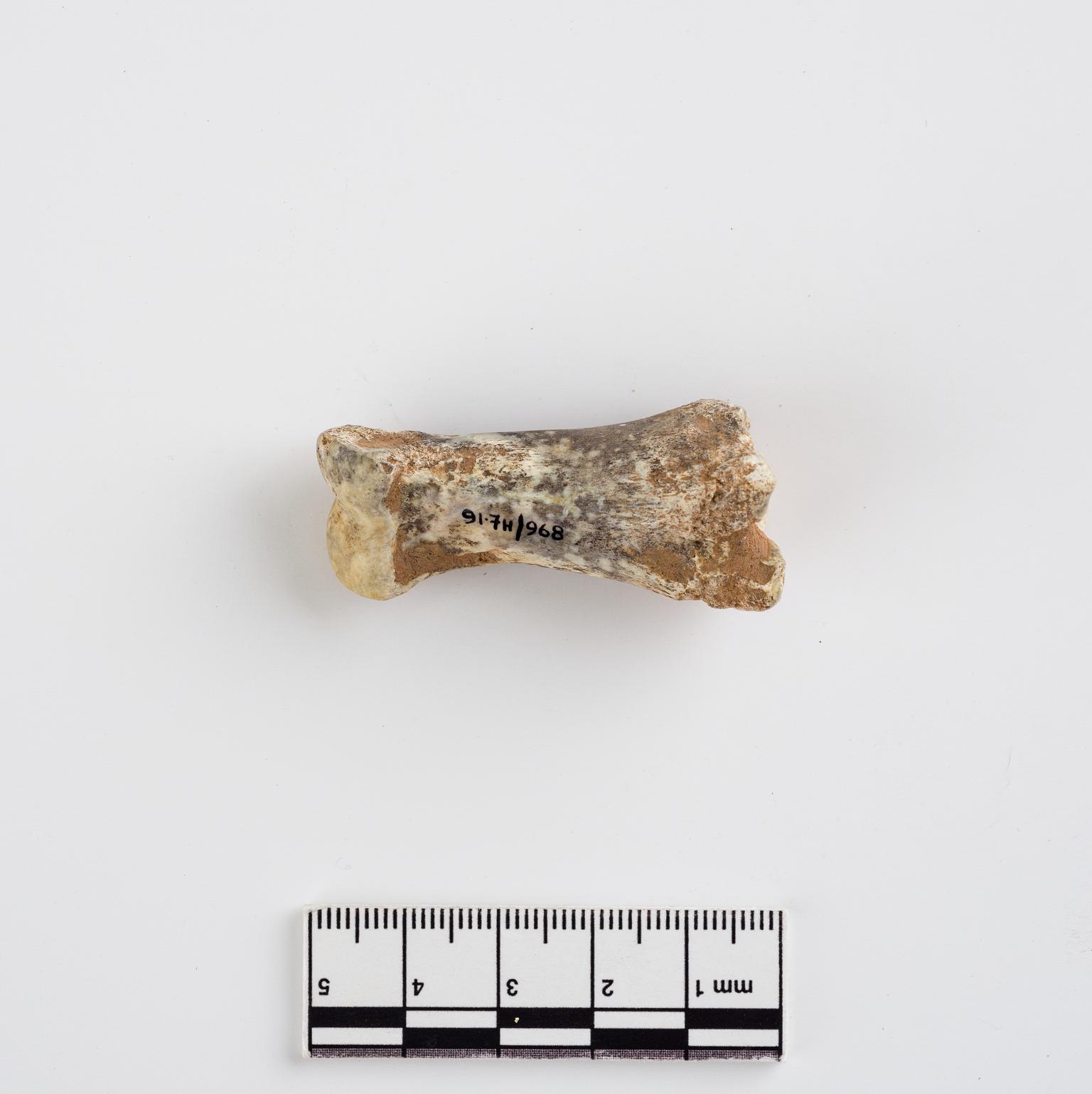 Pleistocene reindeer bone
