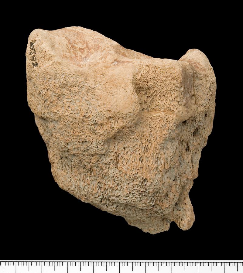 Mesolithic auroch bone