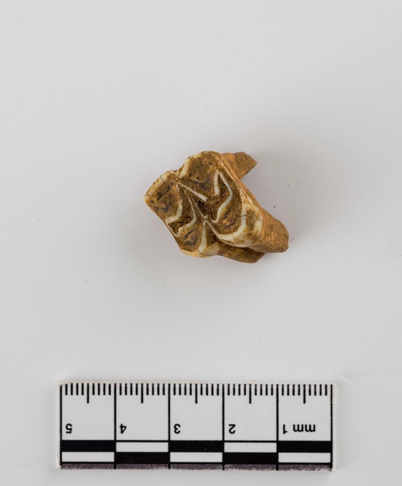 Pleistocene deer tooth