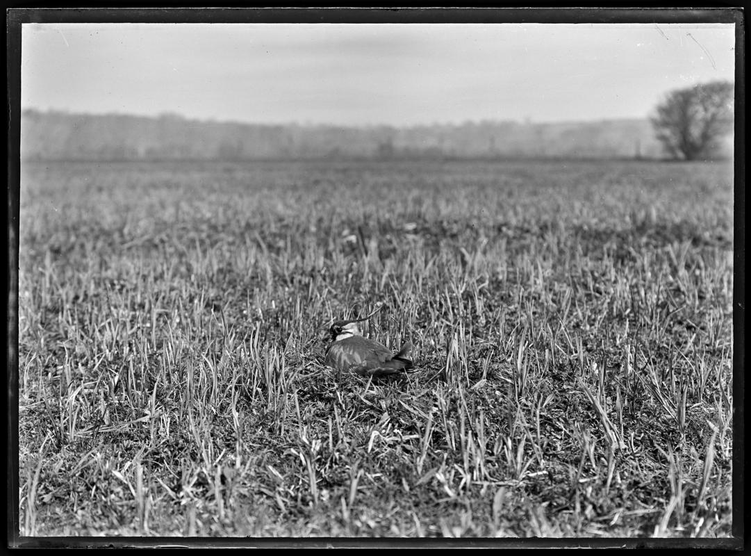 Lapwing, glass negative
