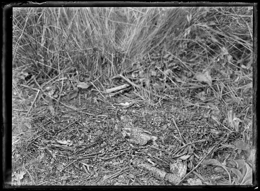 Nightjars, glass negative