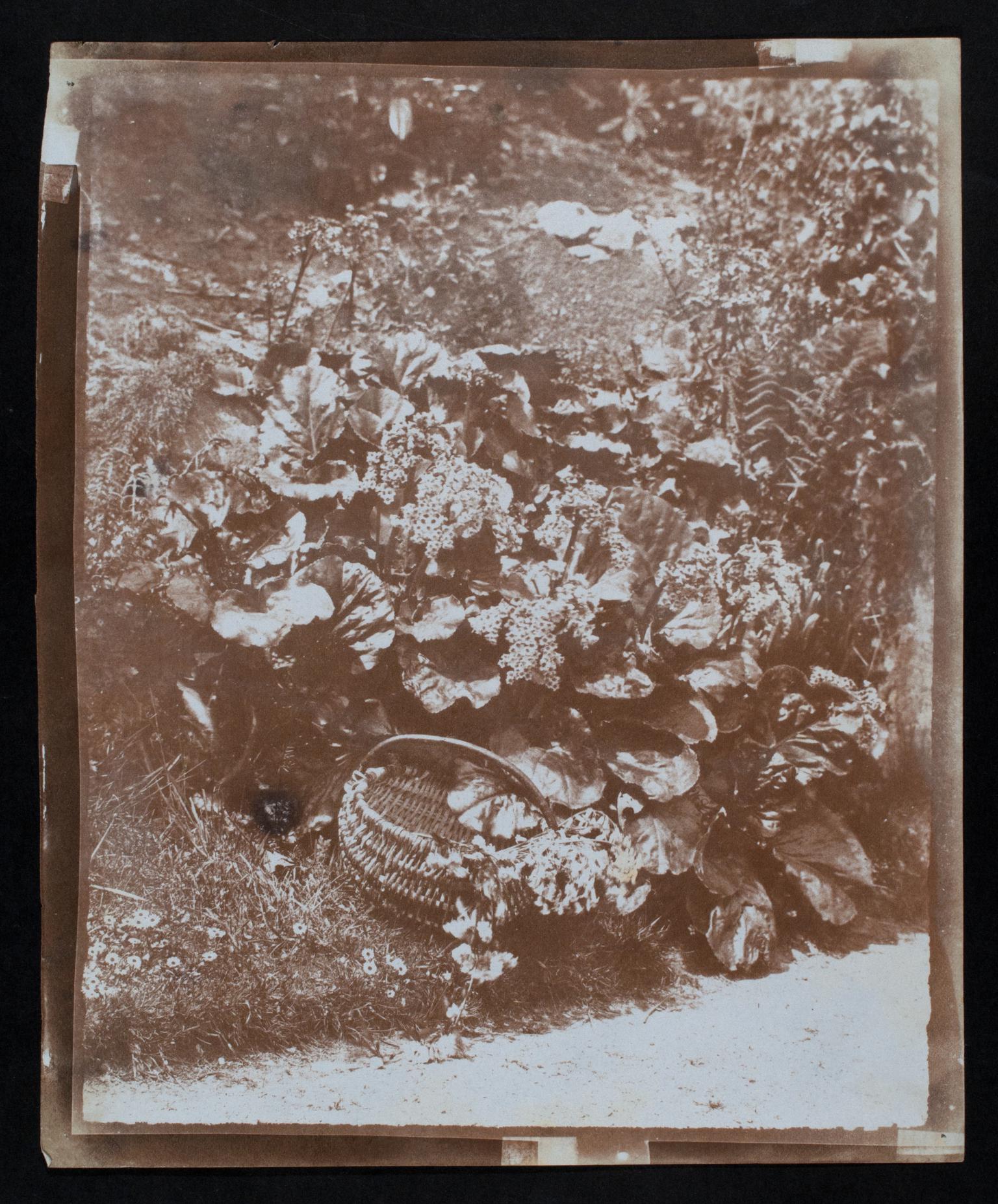 Penllergare, garden, photograph