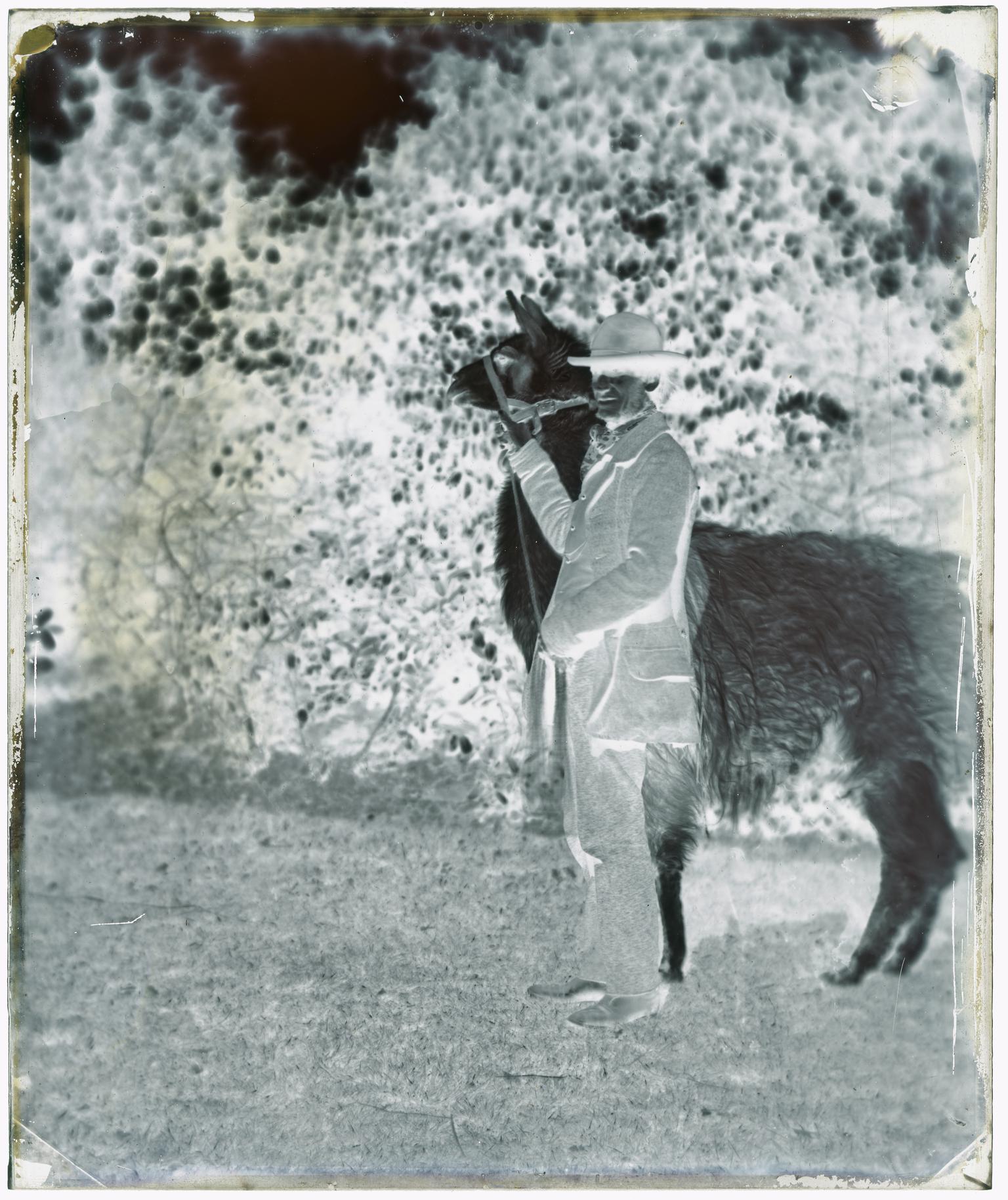 Lama at Bristol Zoological Gardens, glass negative