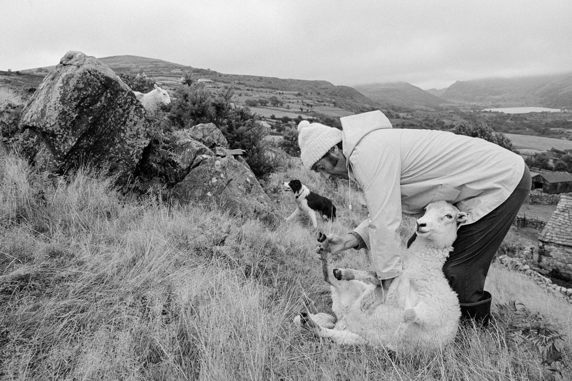 John Ryan Griffiths examining one of his sheep on one of his small holdings. Nant Gwynant, Wales