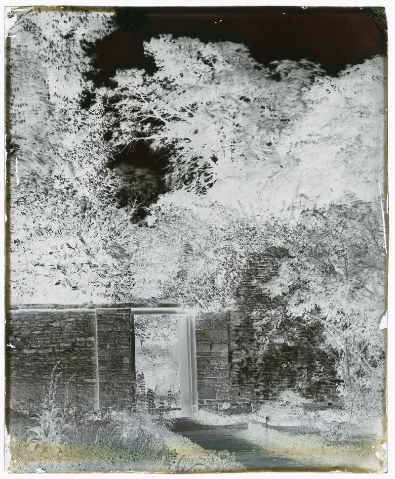 Glass negative