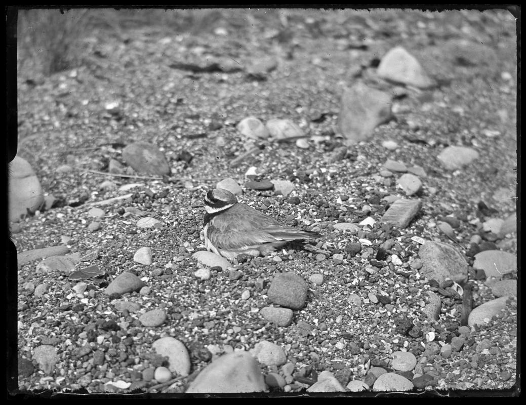 Ringed Plover, glass negative