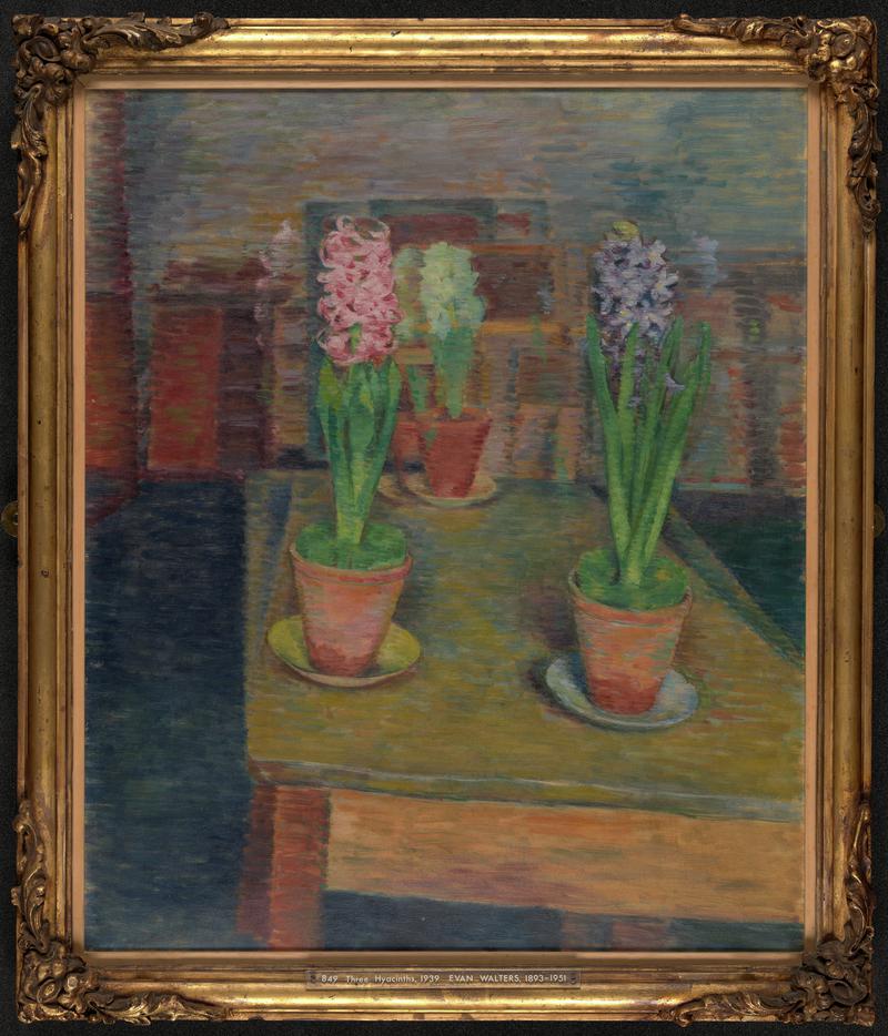 Three Hyacinths