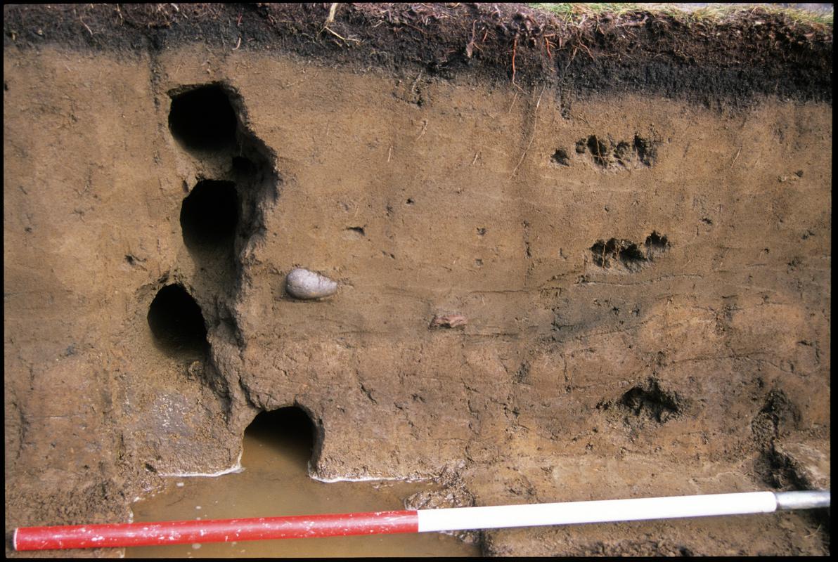 Burry Holms, Gower. 2001 Trench 4. Section at the east of the trench. Showing Ed Rhodes and Richard Mourne&#039;s sample holes. Sequence shot 5.