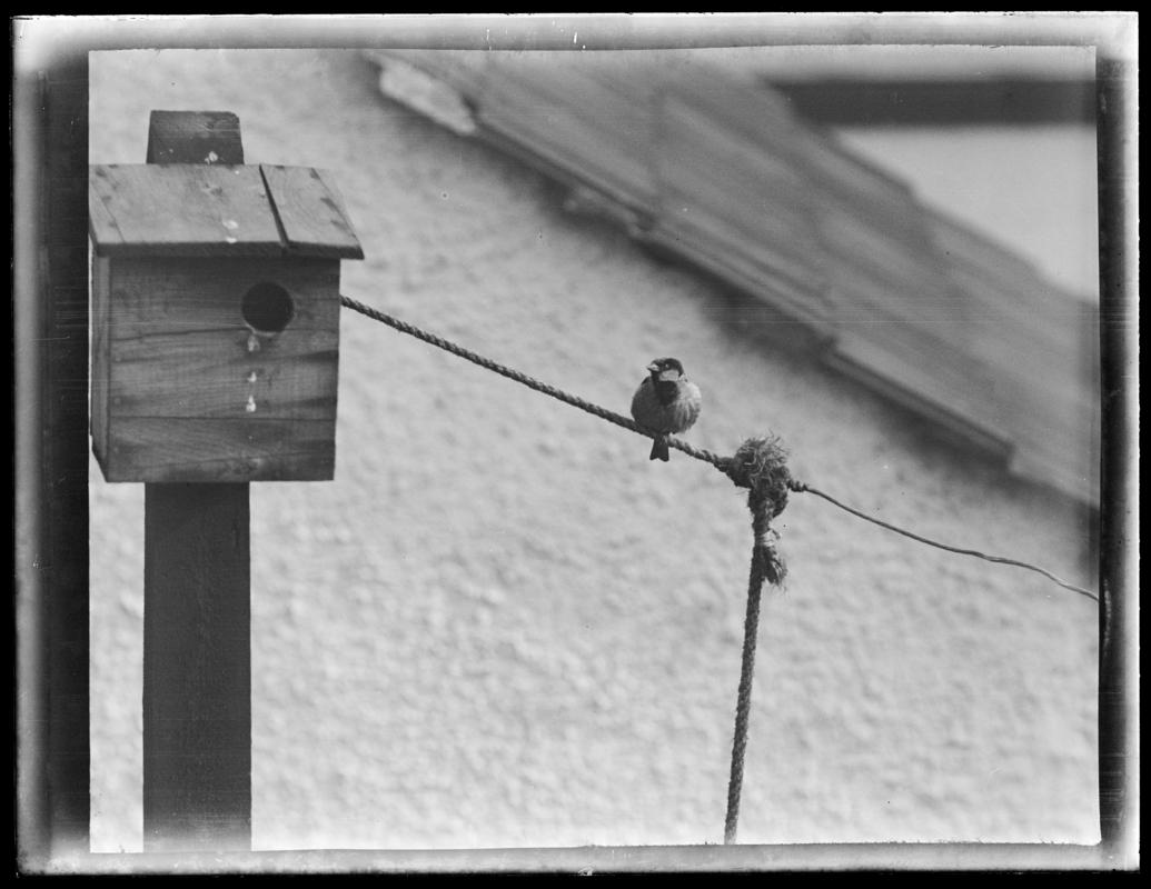 House Sparrow, glass negative