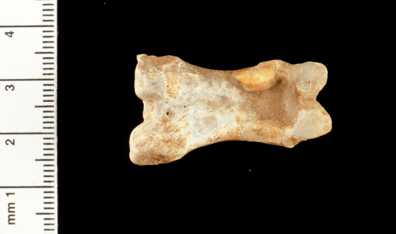 Pleistocene bear bone