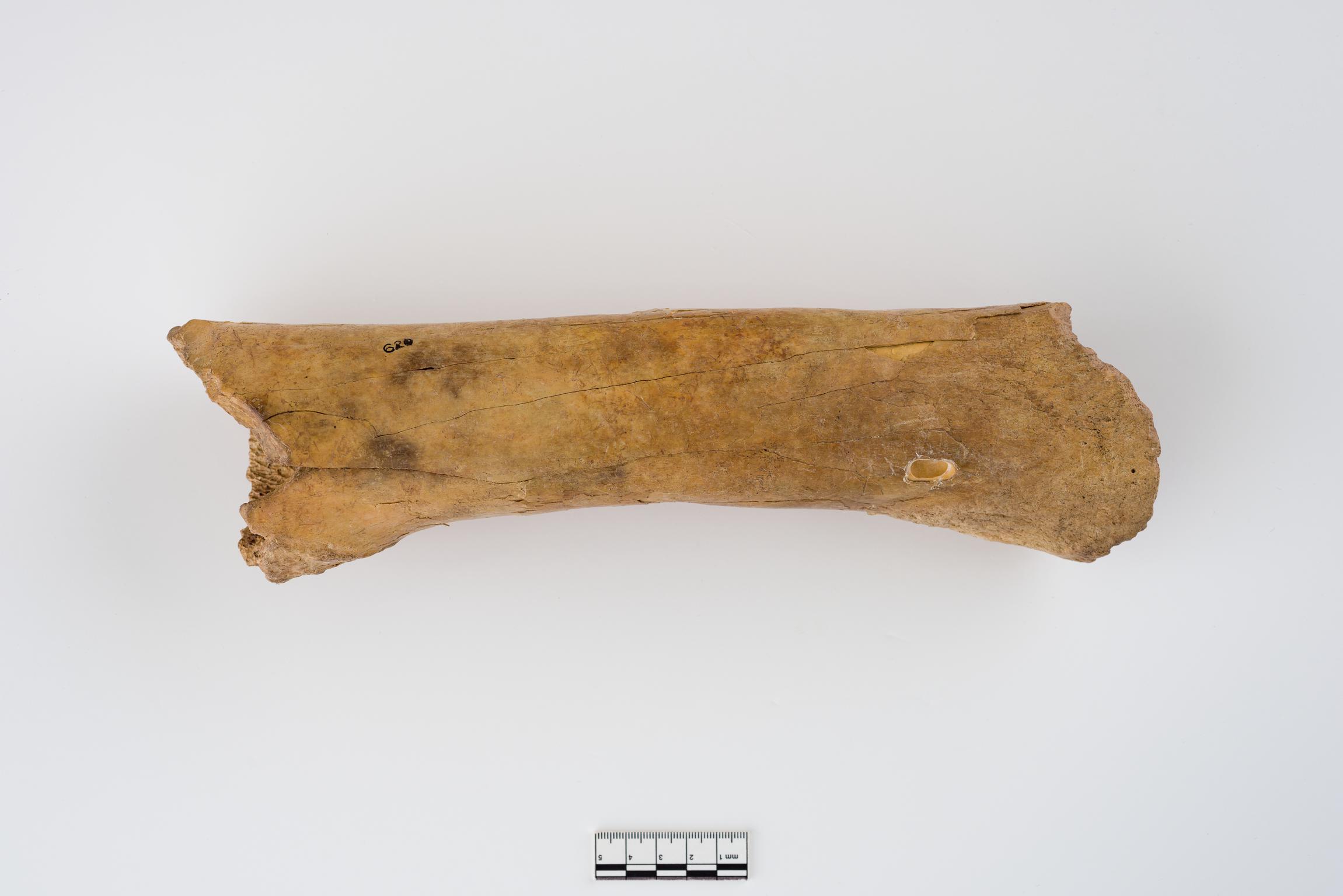Pleistocene auroch bone