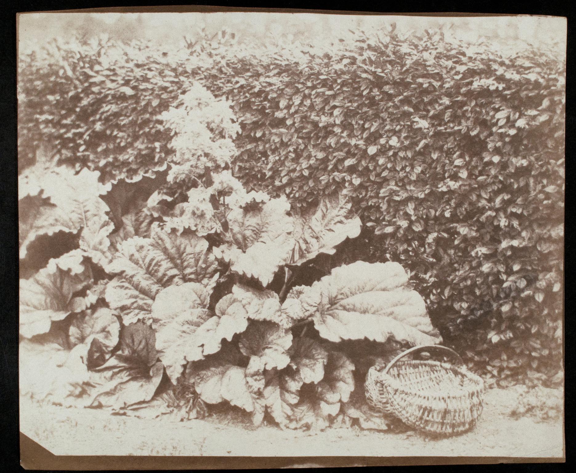 Rhubarb, photograph