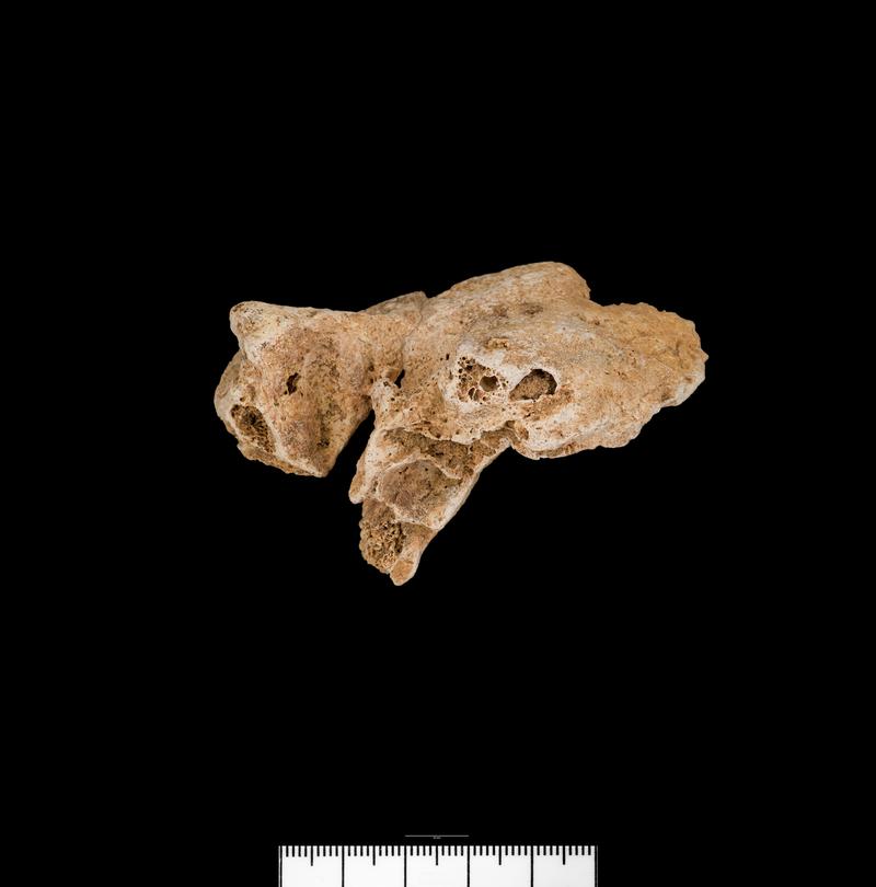 Prehistoric human bone