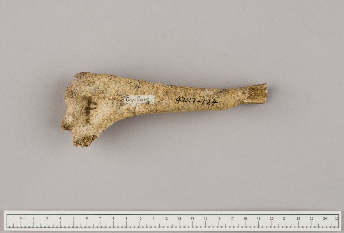 Prehistoric human bone