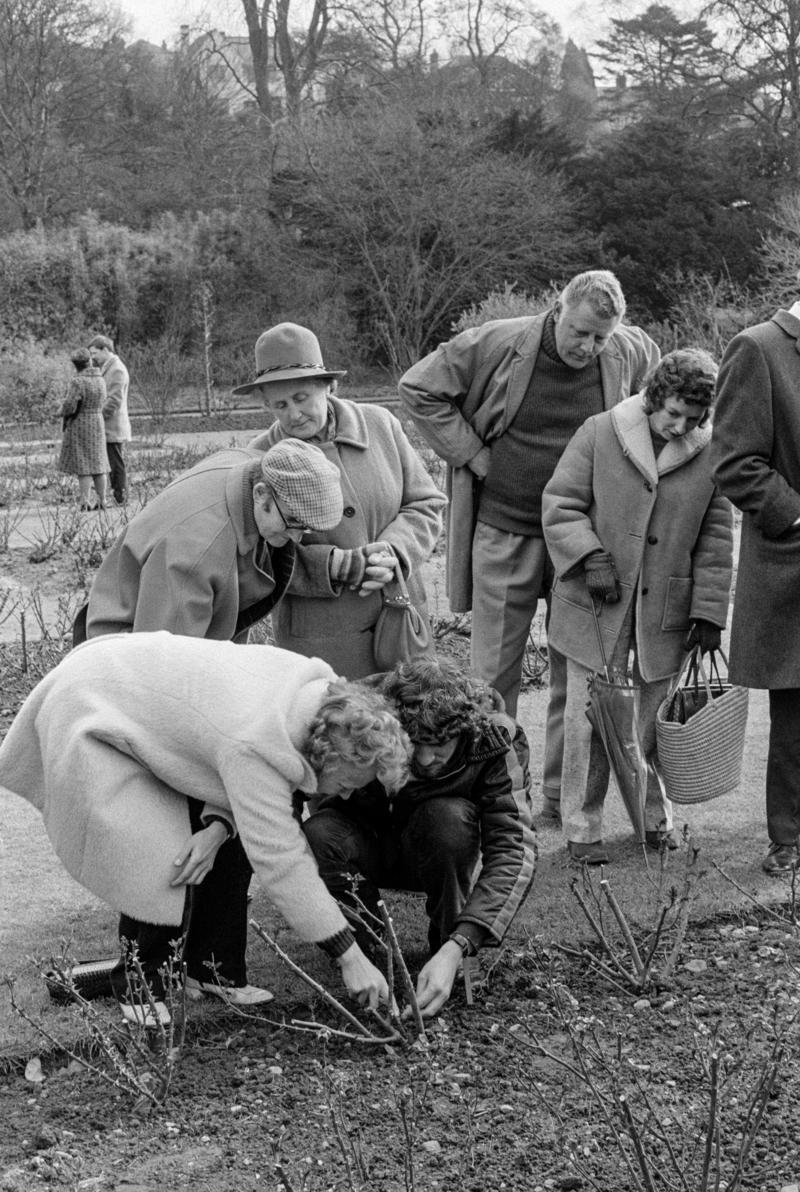 GB. WALES. Cardiff. Rose gardening demonstration in Bute Park. 1973.
