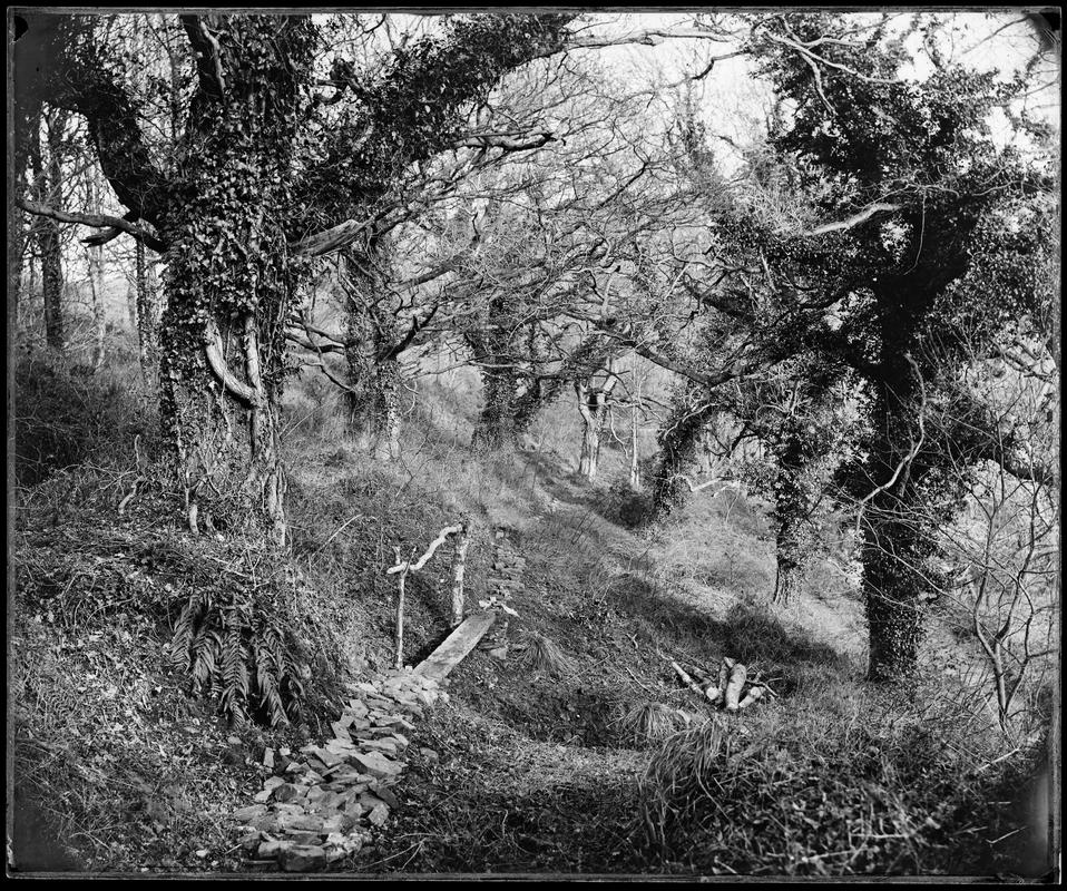 In the valley Penllergaer, glass negative
