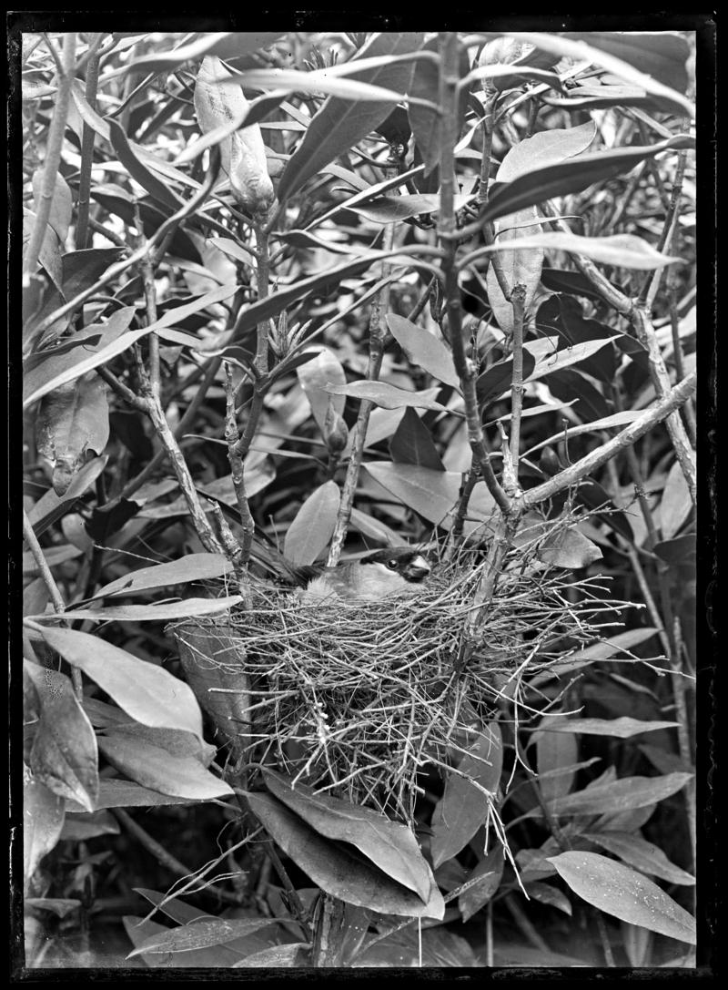 Bullfinch, glass negative