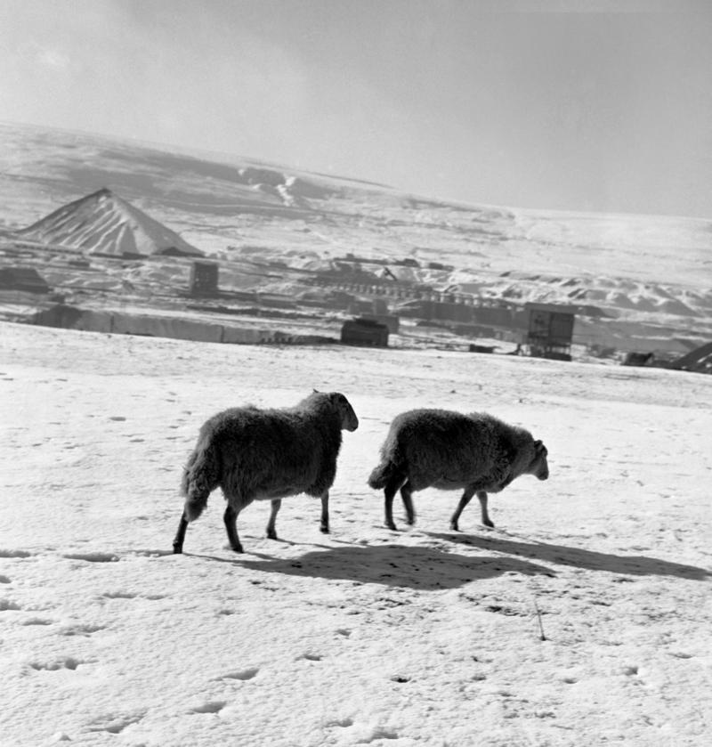Hill  above Old Side, Blaenavon. Sheep in the snow