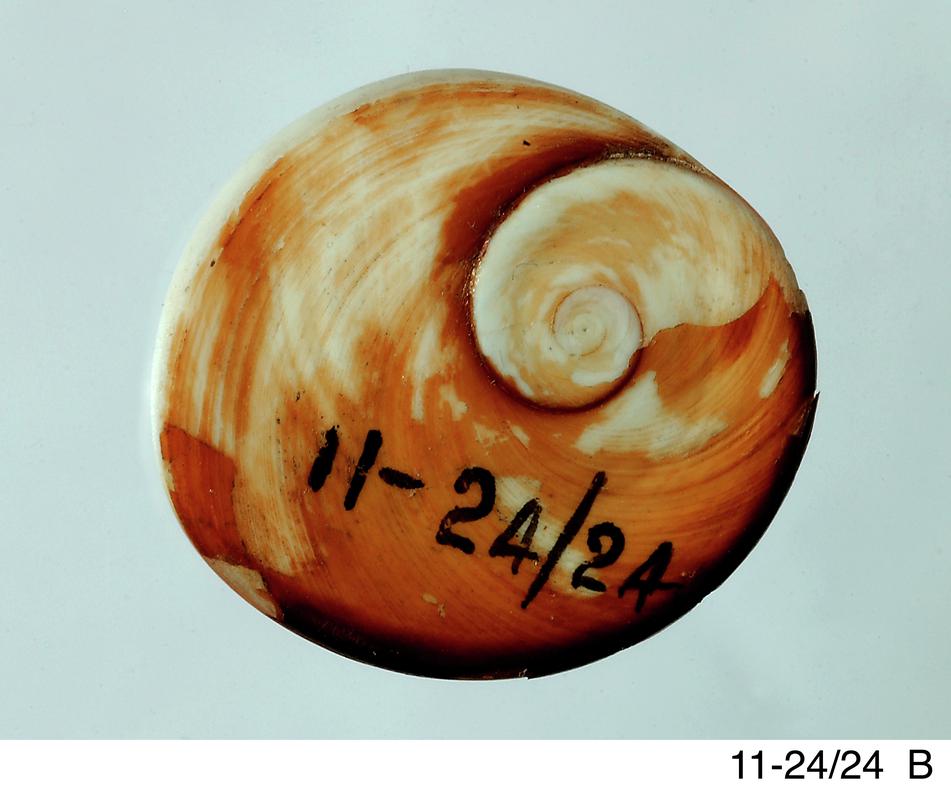 Opercula of turban shells