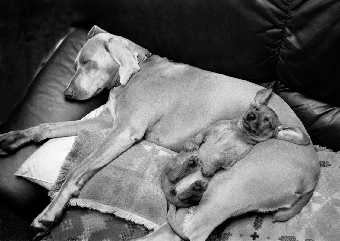 GB. WALES. Tintern. My dogs resting. Peewee and Hanna. Weimerana and wire haired miniture dauchound. 1987
