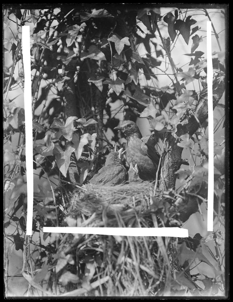 Blackbirds, glass negative
