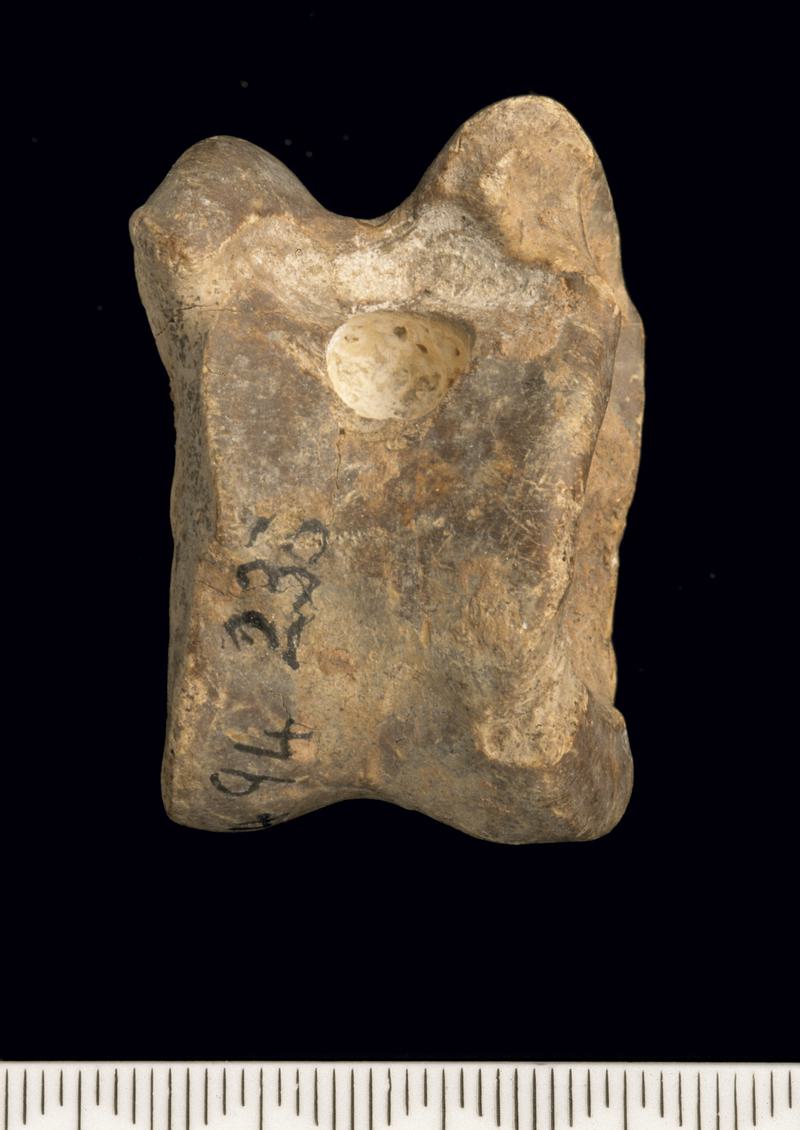 Pleistocene reindeer bone