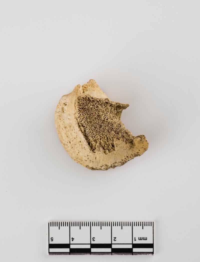 Holocene horse bone