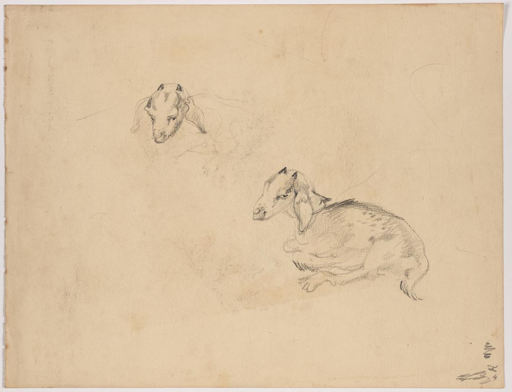 Study of a lamb