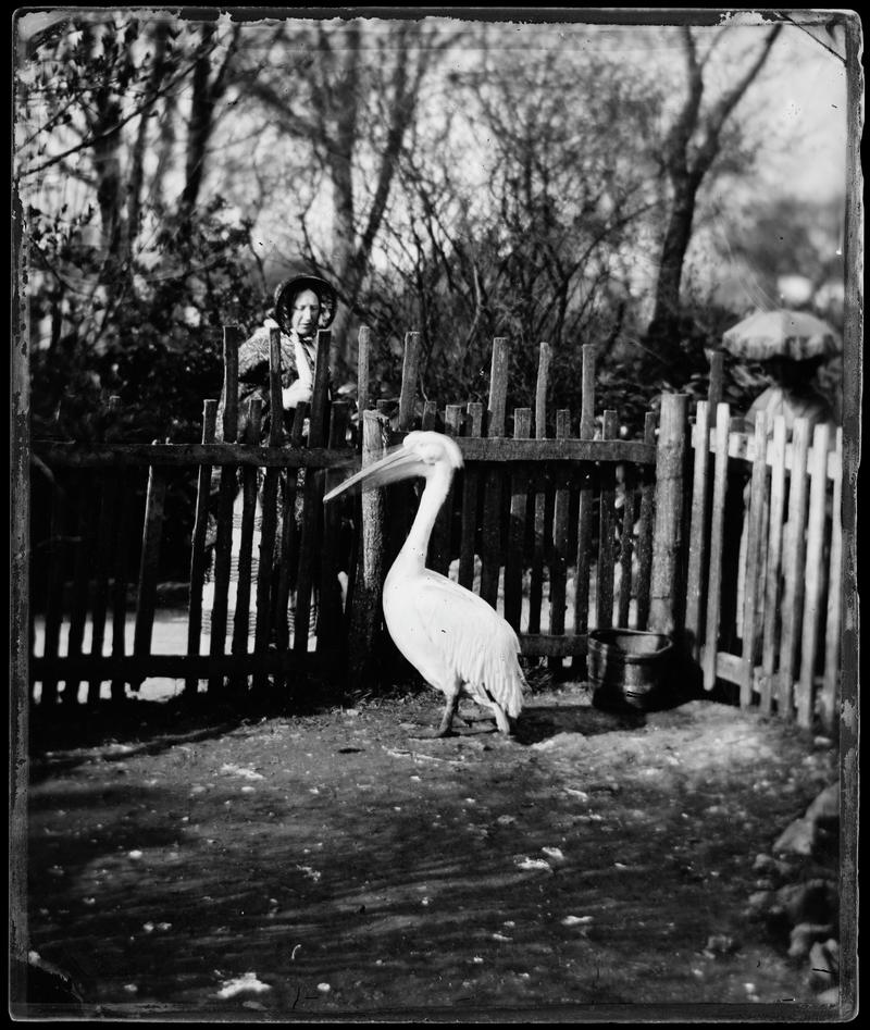 Pelican in the Clifton Zoological Gardens (glass negative)