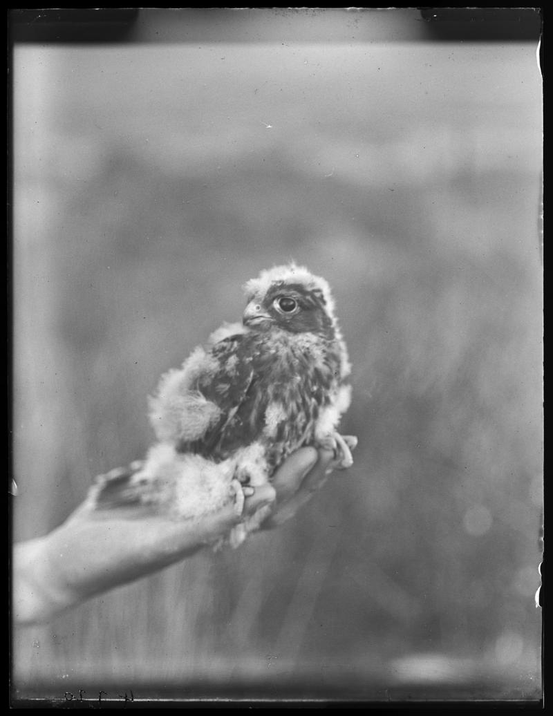 Young Merlin, glass negative