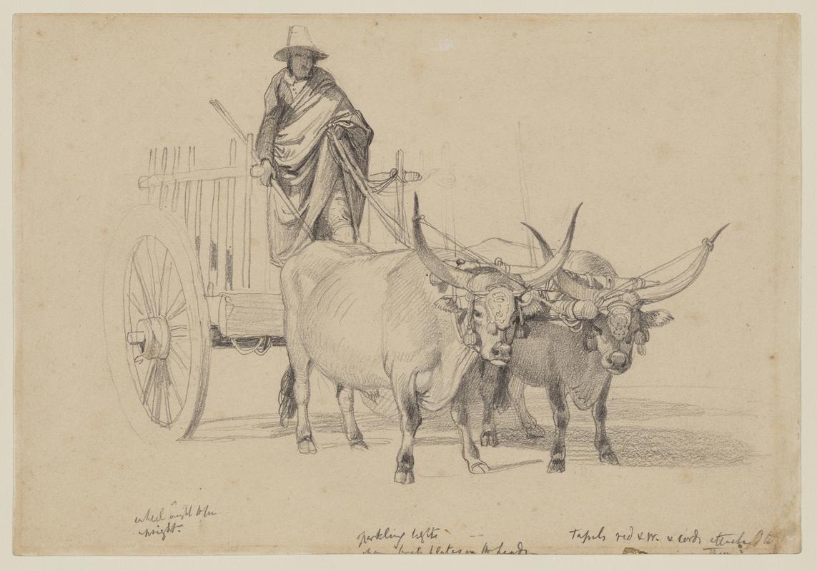 Study of Oxen Drawn Cart and Driver