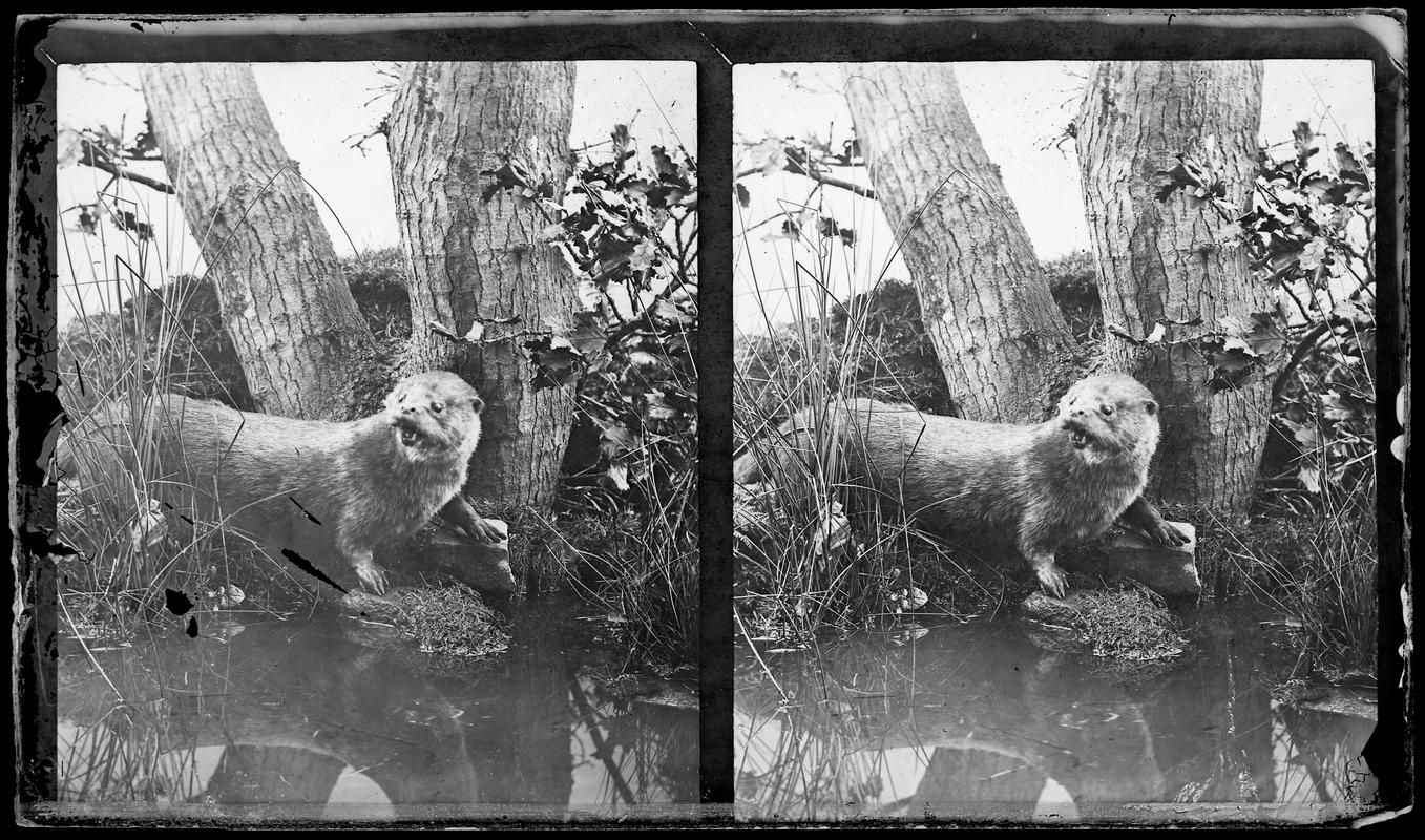 otter, glass negative