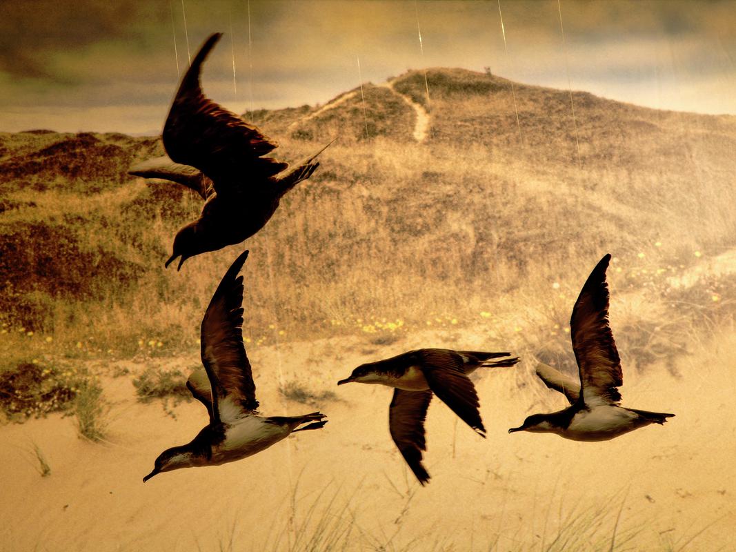 National Museum tableau case. Cardiff, Wales