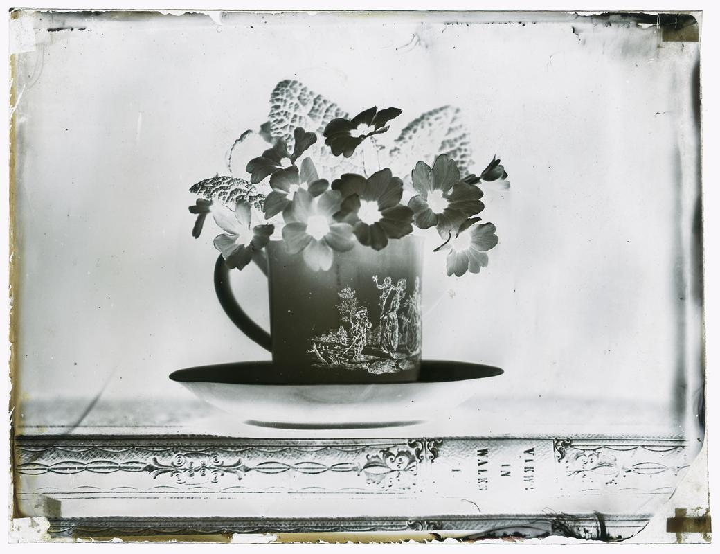 Flowers in cup, glass negative