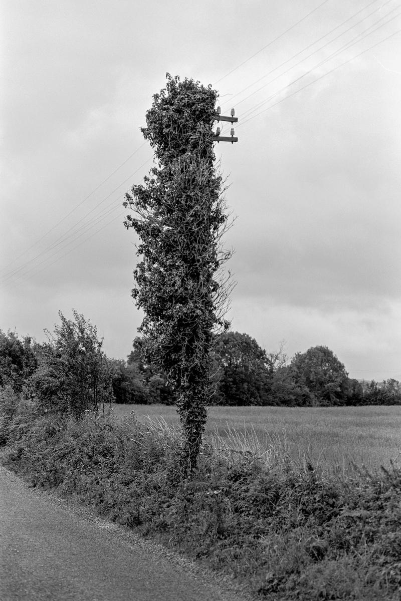 IRELAND. Killarney. Visually the most Irish part of Ireland. Ireland is full of rustic charm. Nature seems always to be taking over. In this case a telegraph pole. 1984.