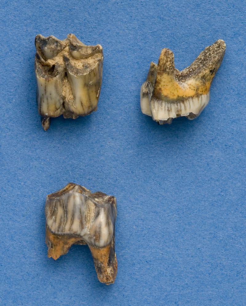 Roe deer teeth . Pontnewydd Cave