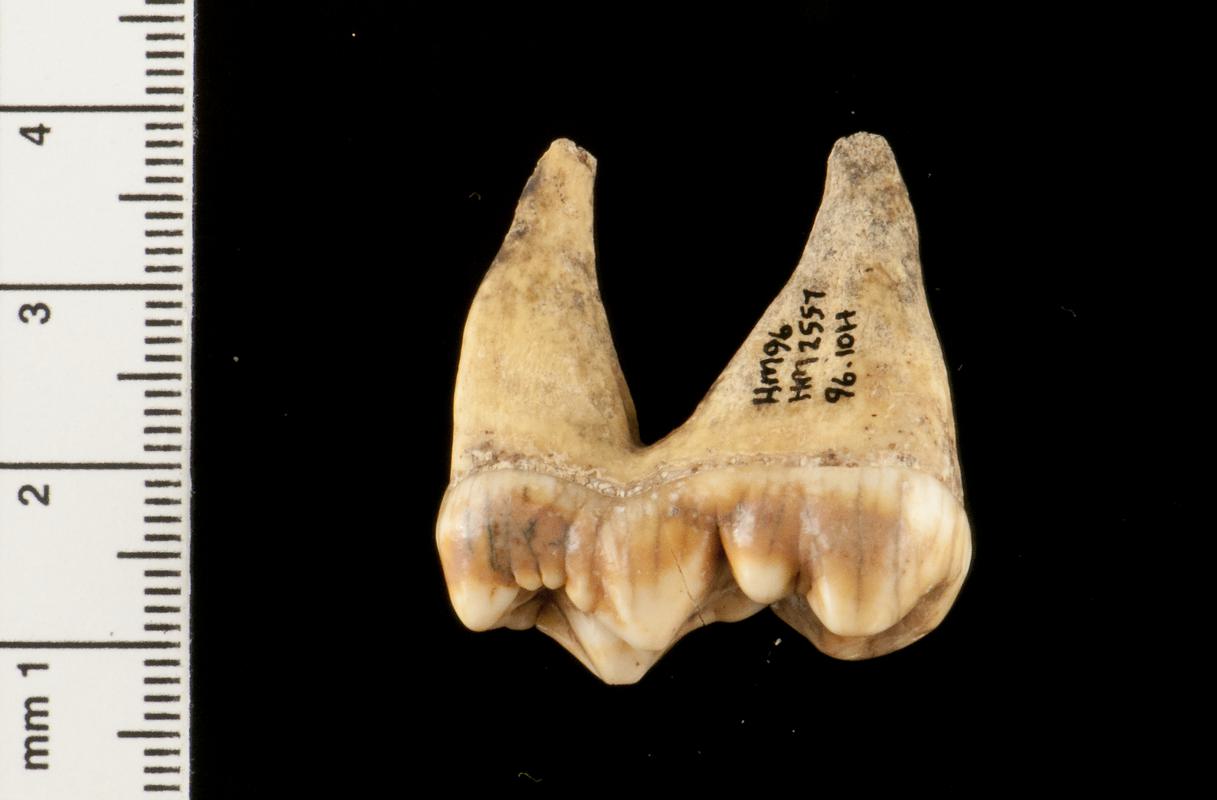 Pleistocene bear tooth