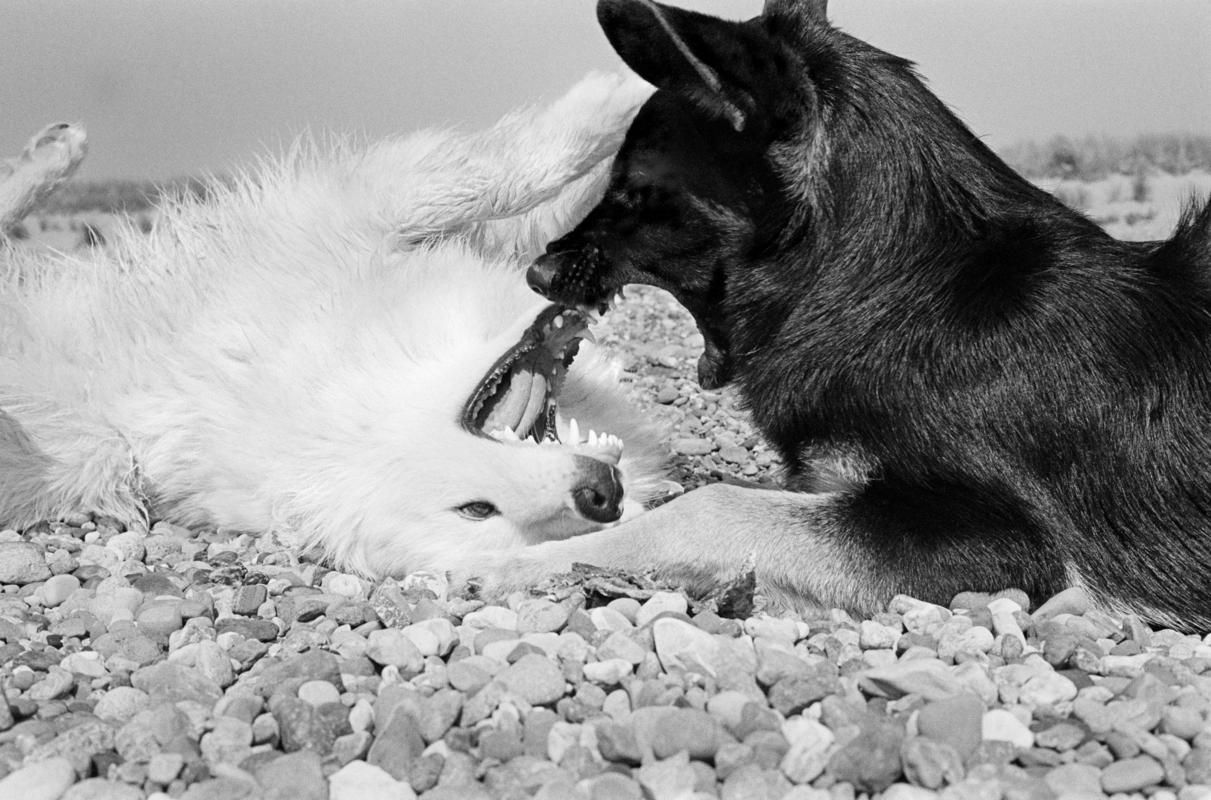GB. WALES. Rhyl. Dogs on the beach. 1976