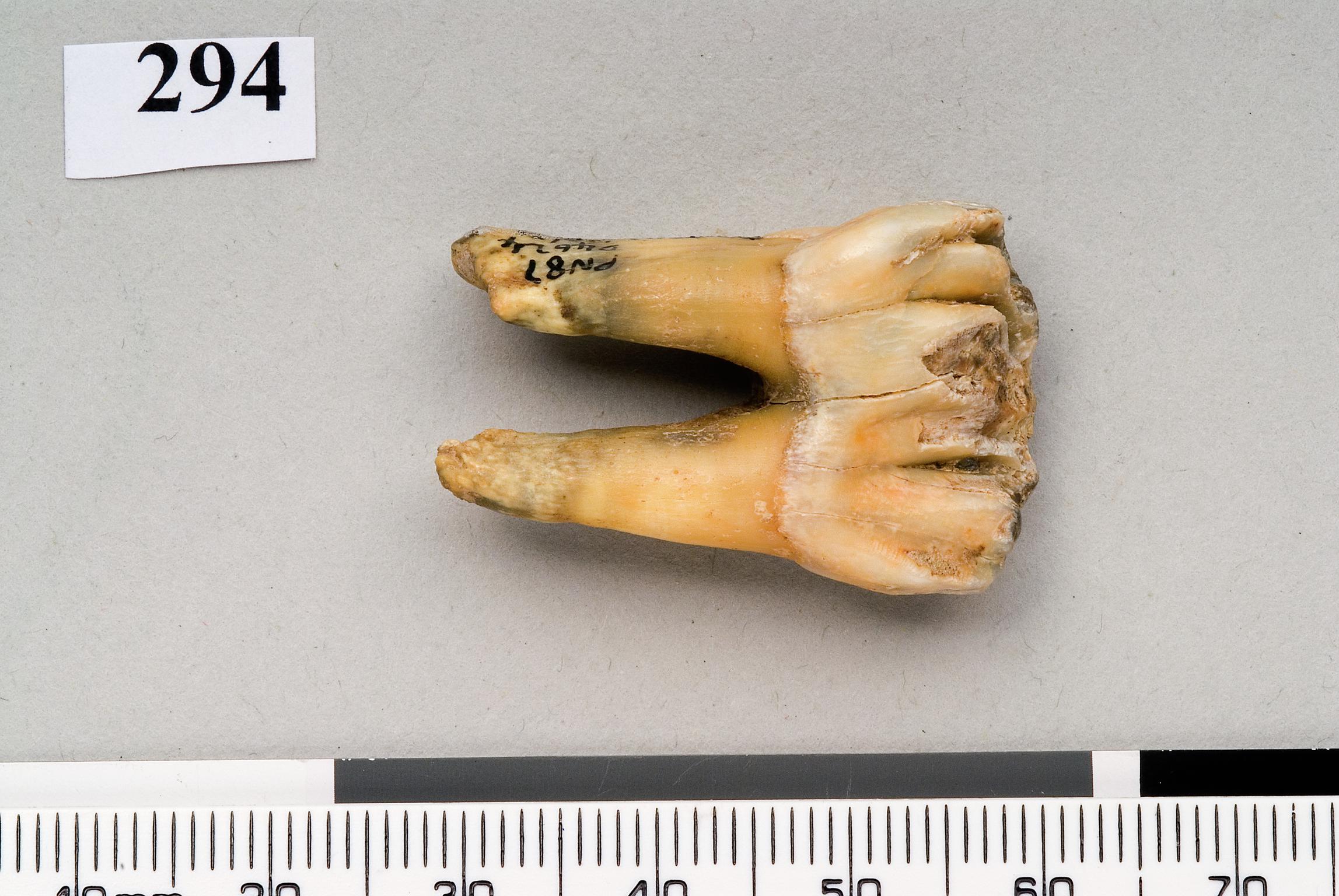 Pleistocene bison tooth