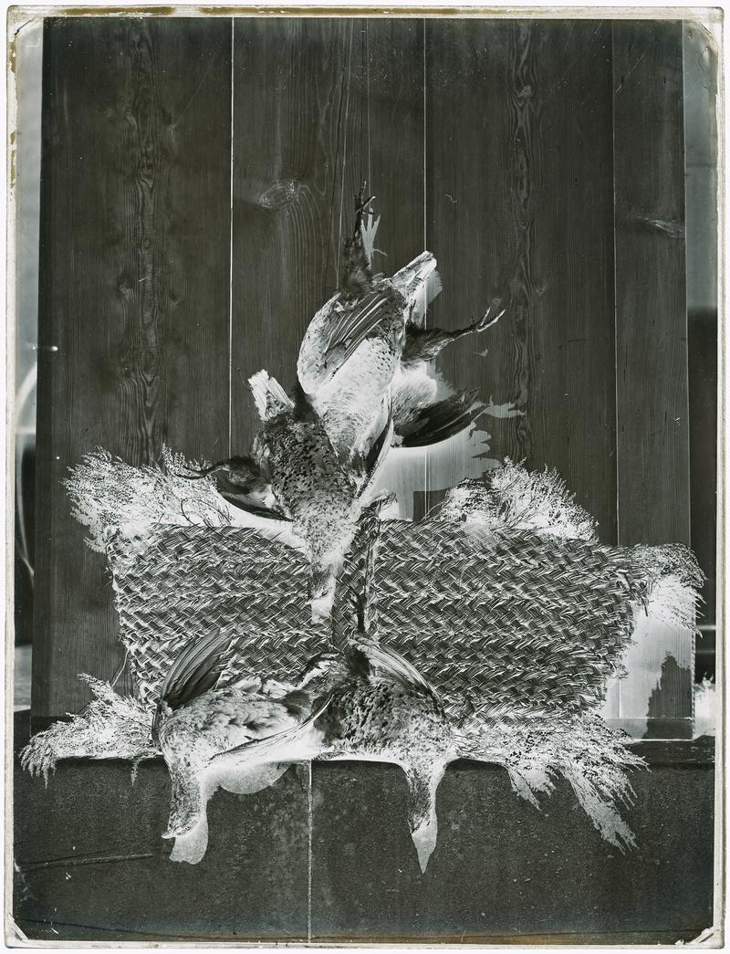 Twelth of August 1854 (glass negative)