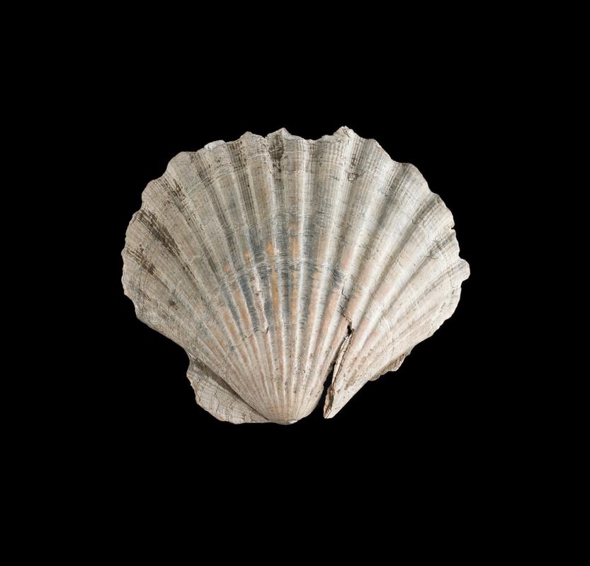 Roman scallop shell