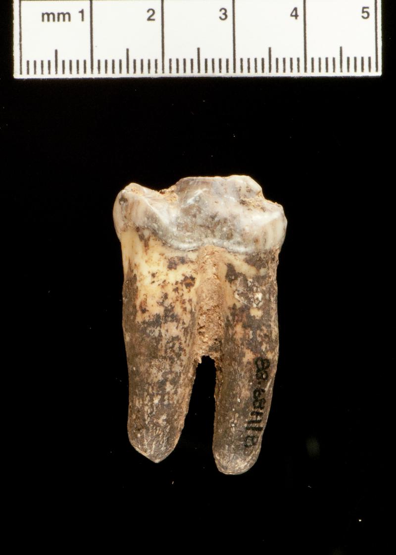 Pleistocene hyaena tooth