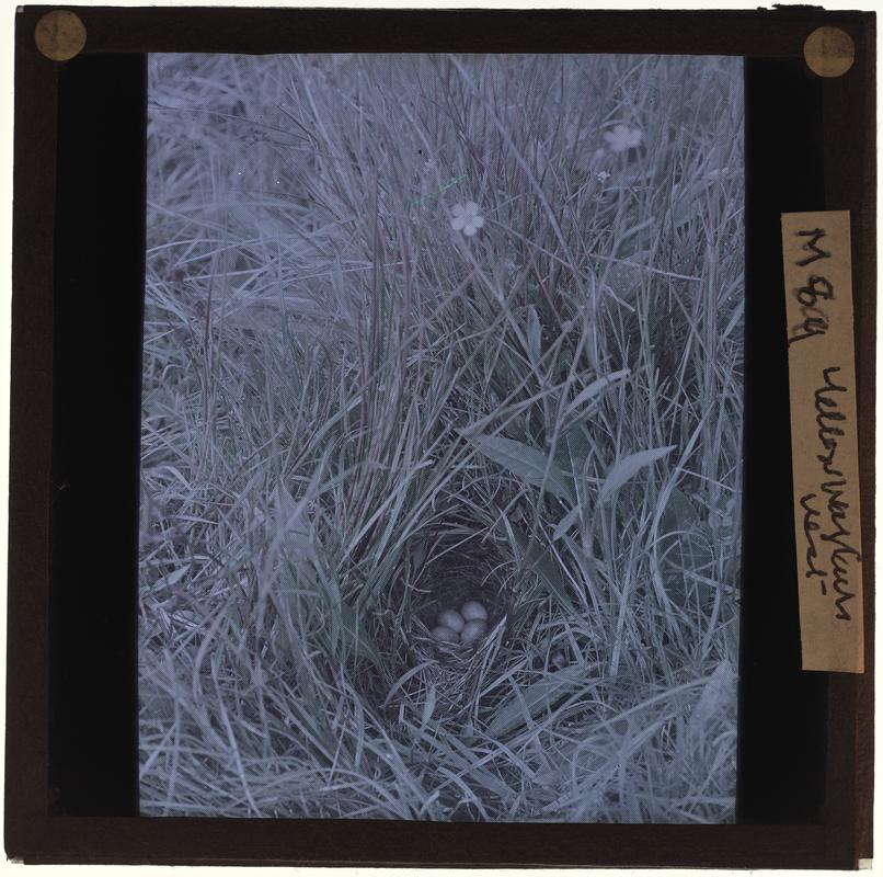 Yellowhammer nest, lantern slide